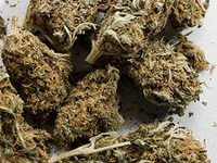 Полицейские отобрали марихуану у жителя Мурмино