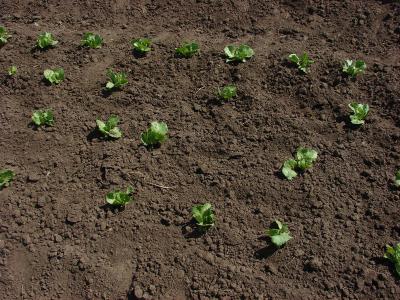 В Рязанской области планируется выращивать больше салата