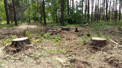 Число незаконных рубок древесины на Рязанщине снизилось в десять раз