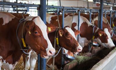 Тайский агропромышленный холдинг планирует закупить рязанский мясо-молочный комплекс