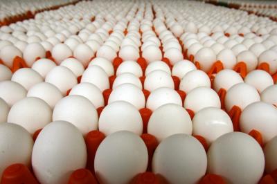 Немецкие инкубационные яйца в Рязанскую область пока не приедут