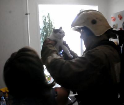 Огнеборцы спасли кошку на пожаре в Рязани