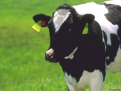 Рязанские семейные животноводческие фермы планируют развивать молочное скотоводство