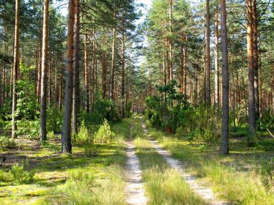 На защиту рязанских лесов в 2016 году потратят более 145 миллионов рублей
