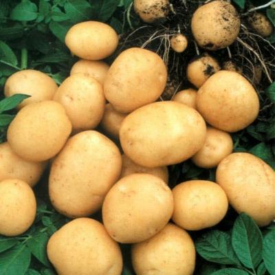 Рязанские аграрии выкапывают закопанный по весне картофель
