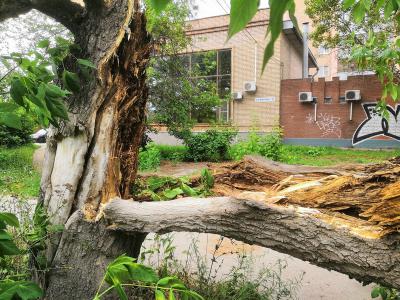 Упавшее на улице Павлова дерево уберут