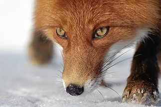 Близ Чучково оживились дикие лисы