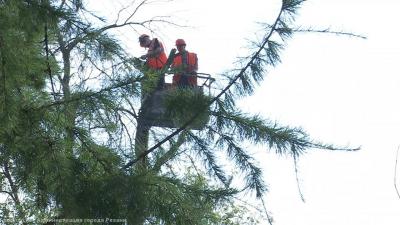 В Рязани спилили свыше 300 аварийных деревьев