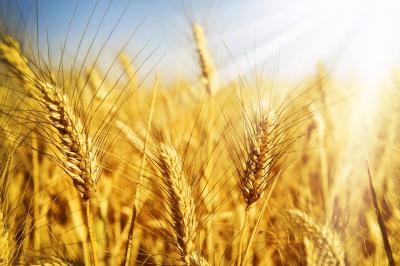 Олег Ковалёв: «Урожайность и валовый сбор зерновых в области — наивысшие за последние пять лет»