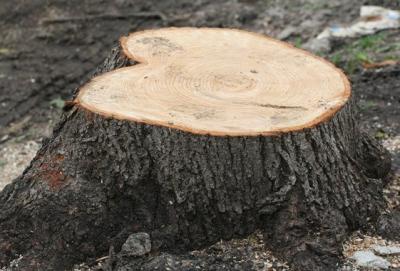 Житель столицы незаконно срубил дубы в Сасовском районе
