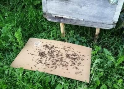 Ряжские пасечники попросили полицию разобраться в массовой гибели пчёл