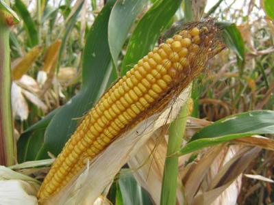 Рязанщина вышла на третье место по урожайности кукурузы на зерно