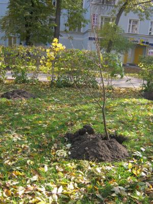 В сквере за памятником Григорию Петрову в Рязани укоренили молодые деревья