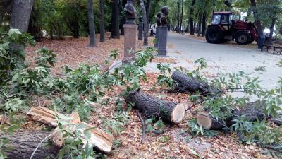 Упавшее в Наташкином парке дерево убирают
