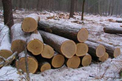 Клепиковского «лесоруба» уличили в незаконной добыче древесины