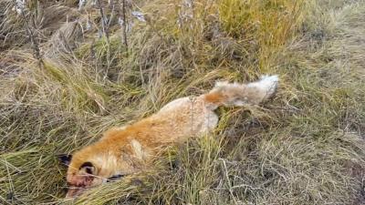 В Рязанской области определяется порядок выплаты вознаграждения за добычу лисы