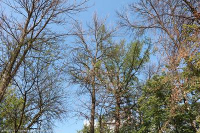 В Наташкином парке высадят свыше 700 единиц деревьев и кустарников