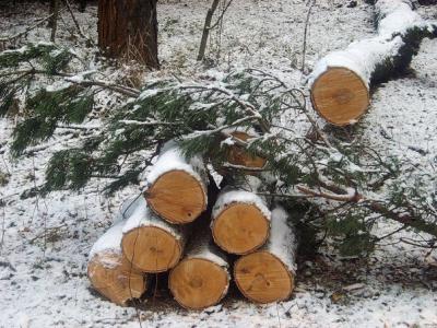 Чёрный лесоруб незаконно заготовил кубометр древесины в Рязанском районе