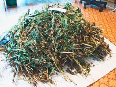 В Новомичуринске и Ряжске пресечено незаконное хранение растительных наркотиков