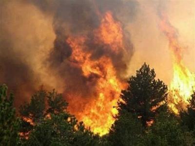 В рязанских лесах сохраняется третий класс пожарной опасности
