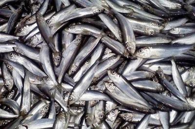 В Рязани нашли крупную партию контрабандной рыбы