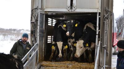 В Рязанскую область прибыли 2900 коров голштинской породы