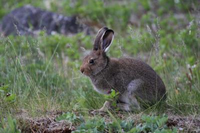 На Рязанщине планируют ограничить охоту на зайцев