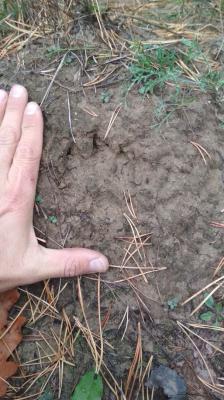 В Рязанской области обнаружили живого медведя с медвежатами
