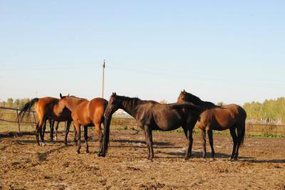 На сохранение русской верховой породы лошадей направят средства бюджета Рязанской области