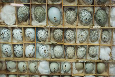 Рязанский кремль представил коллекцию птичьих яиц