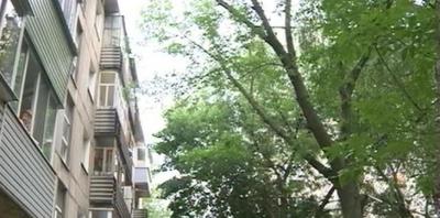 Жители улицы Советской Армии опасаются падения деревьев