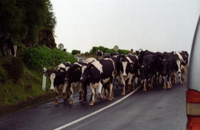 Проезд на перекрёстке от Полян в Варские будет затруднён из-за коров