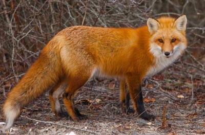 В Рязанской области планируется объявить охоту на лис и ввести вознаграждение
