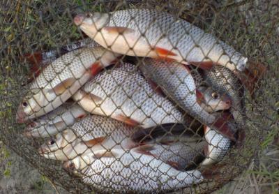 Близ Пителино стражи порядка поймали рыболова-браконьера
