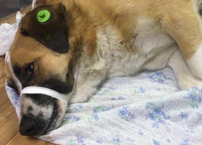 В Рязани требуется помощь для спасения повешенного пса