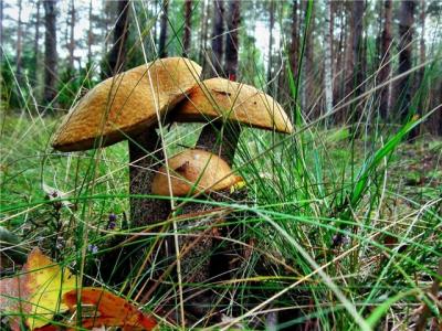 Рязанская область презентует Фестиваль грибов на Ярмарке путешествий