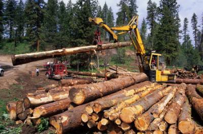 Рязанцы смогут проконтролировать лесохозяйственные работы в онлайне