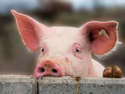 Рязанская область планирует запретить ввоз свинины из Пензенской области