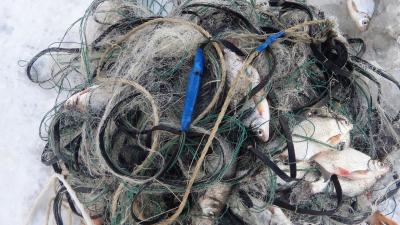 У рязанских браконьеров отобрали более двух километров сетей