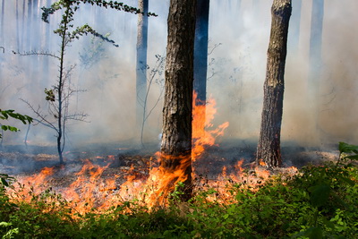 В Рязанской области лесные пожары контролируют при помощи системы видеомониторинга