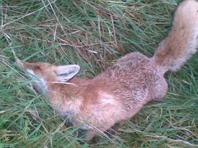 В Рязанской области хотят увеличить вознаграждение за добычу лисицы 