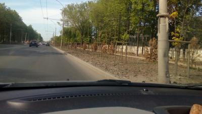 Новые деревья в районе Куйбышевского шоссе высадят до 1 июля
