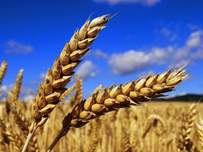 Минсельхоз повысил закупочные цены на зерно для государственных интервенций