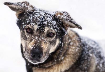 В Рязани объявили сбор помощи для Cлужбы по контролю за безнадзорными животными
