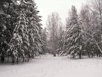 Олег Ковалёв: «Нужно проверять транспорт на законность перевозки хвойных деревьев»