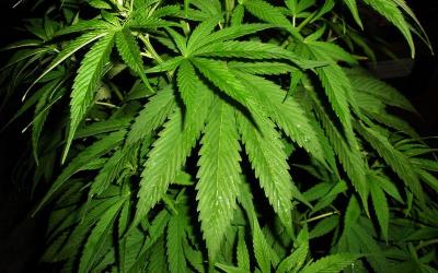 Почти 150 граммов марихуаны обнаружили у жителя Сараевского района