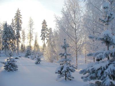 В Рязанской области ночью местами похолодает до минус 18