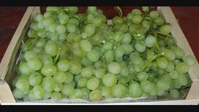 В Рязани уничтожили десять килограммов санкционного винограда