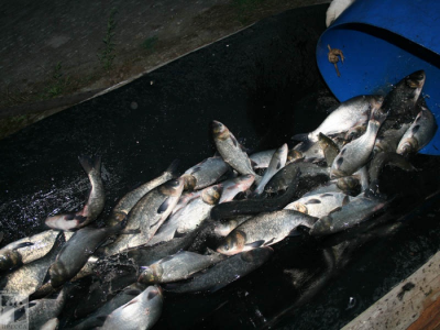 На Рязанской ГРЭС в воду запустили почти десять тонн рыбы