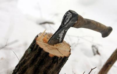 Чёрный лесоруб незаконно заготовил кубометр древесины в Ряжском районе